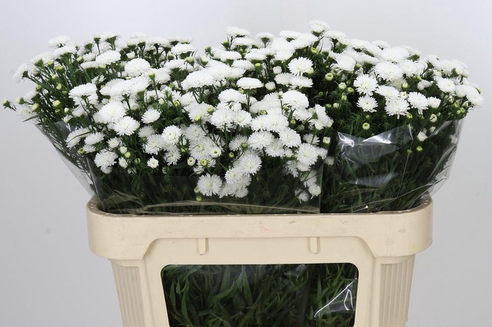 <h4>Aster Pretty Wendy</h4>