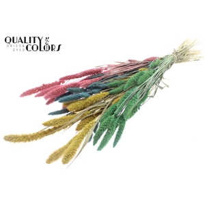 Setaria per bunch Pastel Prism