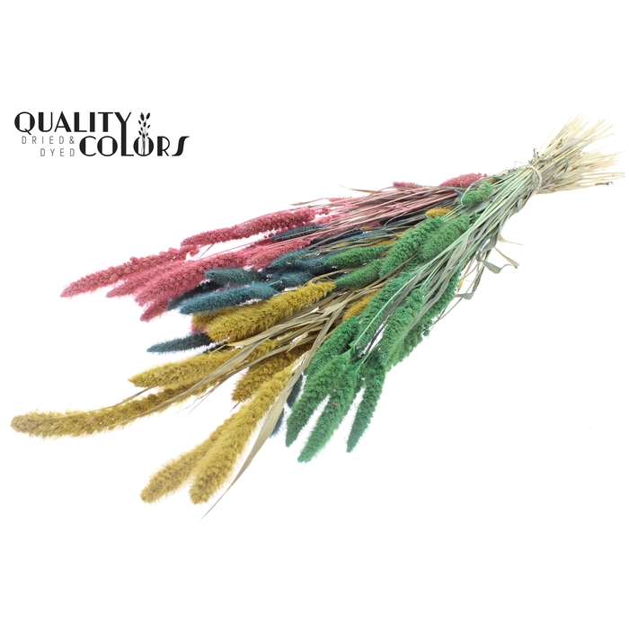 <h4>Setaria per bunch Pastel Prism</h4>