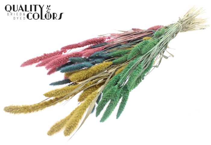 Setaria per bunch Pastel Prism