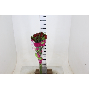 ALSTROEMERIA ANGELINA 080 CM