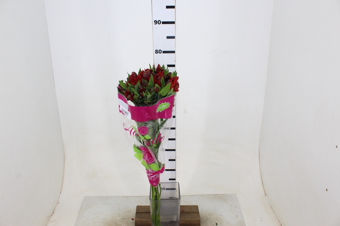 ALSTROEMERIA ANGELINA 080 CM