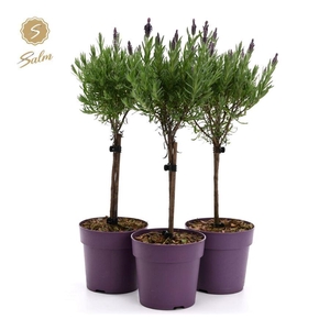 Lavandula st. 'Anouk'® Collection Stem P12