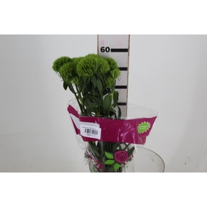 DIANTHUS GREEN BALL 060 CM