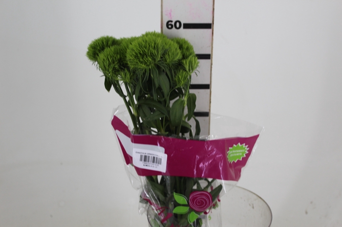 <h4>DIANTHUS GREEN BALL 060 CM</h4>