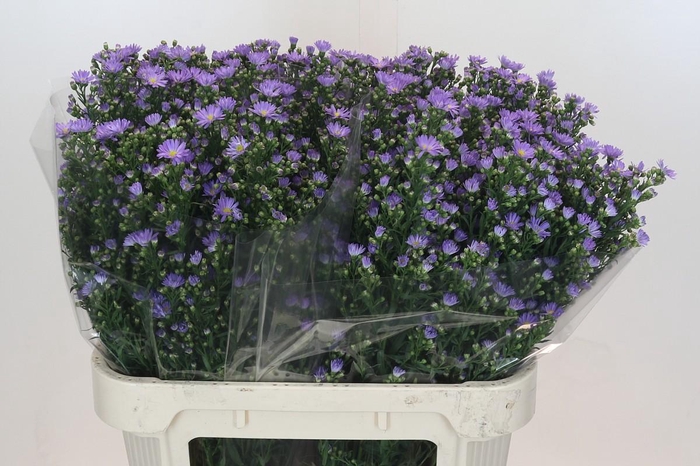 <h4>Aster Cassandra</h4>