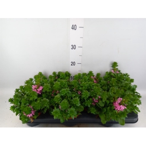 Scaevola aemula 'Surdiva Pink Blue'