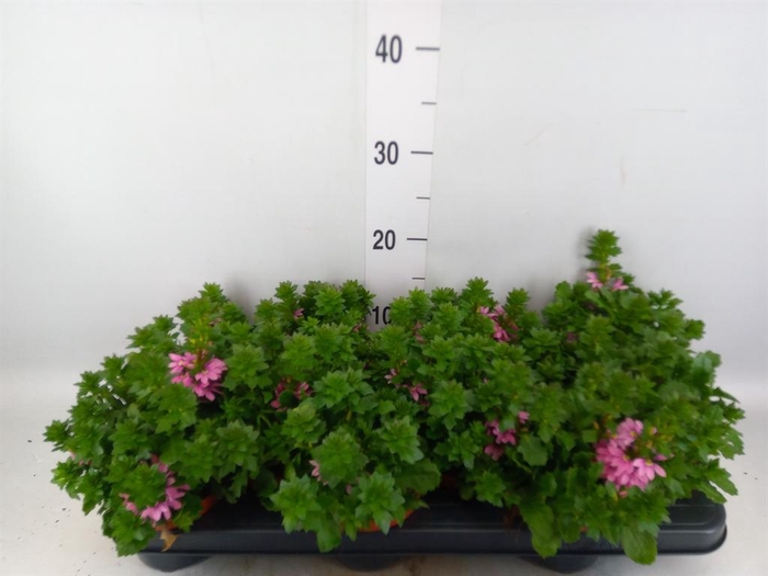 <h4>Scaevola aemula 'Surdiva Pink Blue'</h4>