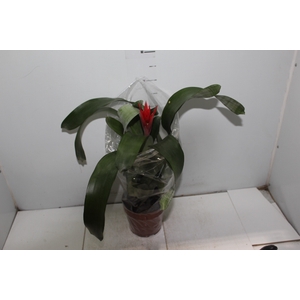 AECHMEA FREDERICO P17 VERMELHO