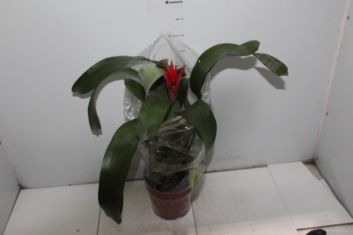 AECHMEA FREDERICO P17 VERMELHO