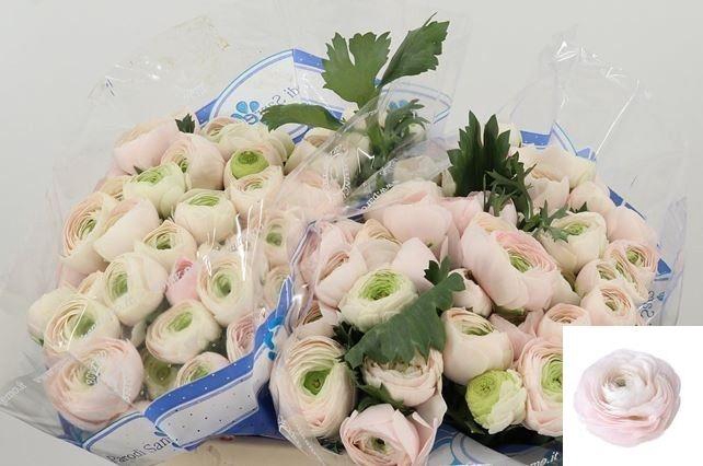 <h4>RAN SU HANOI</h4>