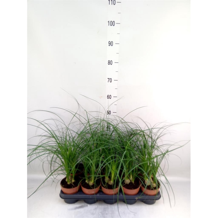 <h4>Nolina recurvata   ...</h4>
