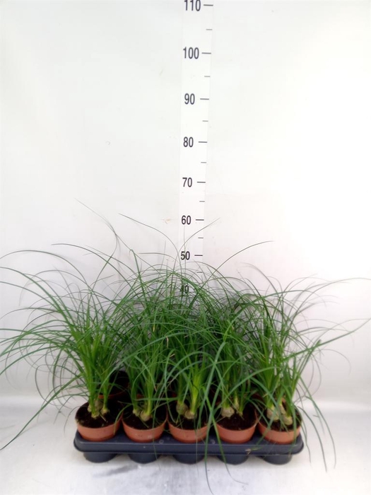<h4>Nolina recurvata   ...</h4>