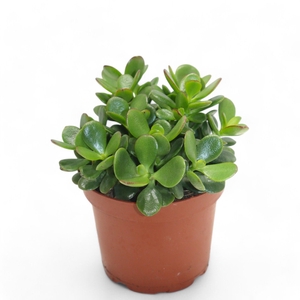 Crassula Minor