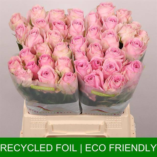 <h4>Rosa large heidi</h4>