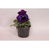 Viola wittrockiana F1 Neon Violet