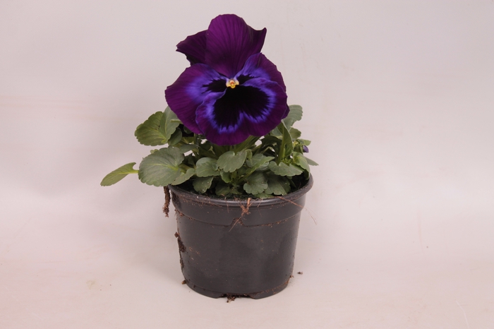 Viola wittrockiana F1 Neon Violet