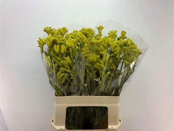 <h4>ANIGOZ BUSH GOLD</h4>