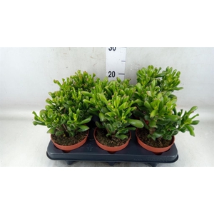 Crassula ovata 'Trompet'