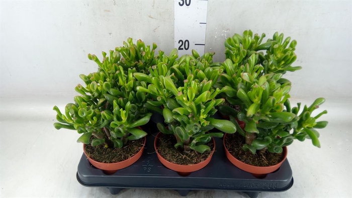 <h4>Crassula ovata 'Trompet'</h4>