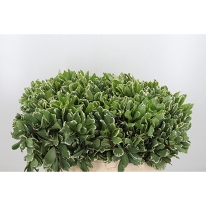 Pittosporum Ilan