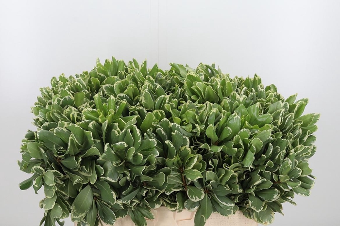 <h4>Pittosporum Ilan</h4>