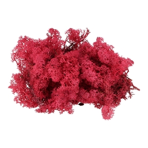 Mos Ijsland Rood Crimson 500 Gram