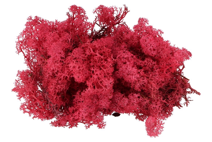 <h4>Mos Ijsland Rood Crimson 500 Gram</h4>