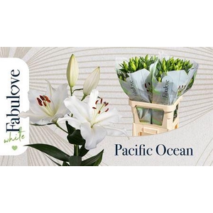 Li Or Pacific Ocean