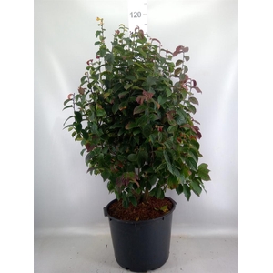 Parrotia persica