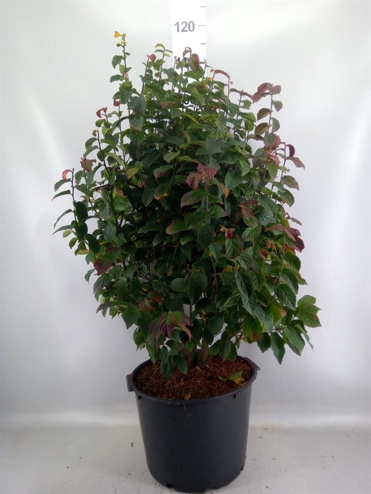 <h4>Parrotia persica</h4>