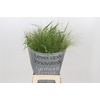 Panicum Fountain