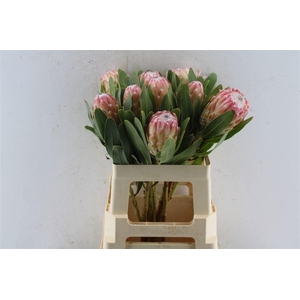 PROTEA SUSARA
