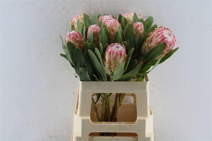 <h4>PROTEA SUSARA</h4>