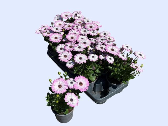 <h4>OSTEO FP LIGHT PINK</h4>