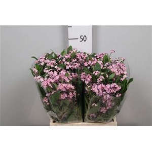 Myos Rose