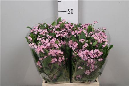 <h4>Myos Rose</h4>
