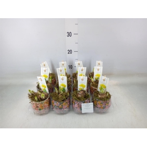 Arr.  Narcissus Tete Tete H%