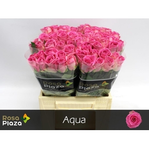 Rosa large aqua!