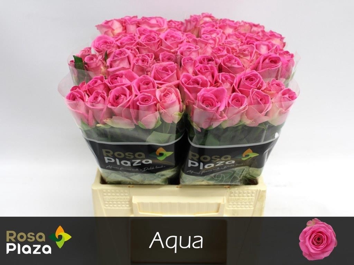 <h4>Rosa large aqua!</h4>