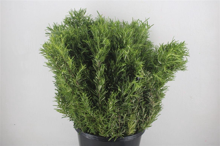 <h4>Rozemarijn P Bunch</h4>