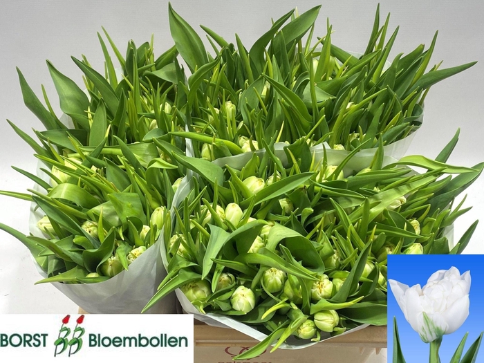 <h4>TU DU NORTHCAP</h4>