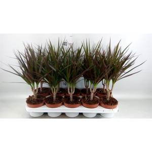Dracaena marg. 'Magenta'