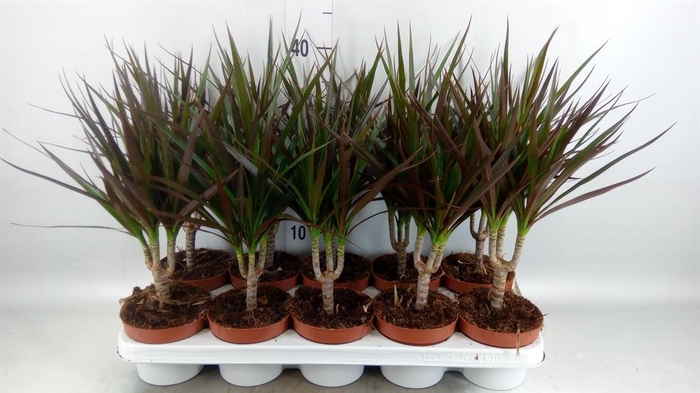 <h4>Dracaena marg. 'Magenta'</h4>