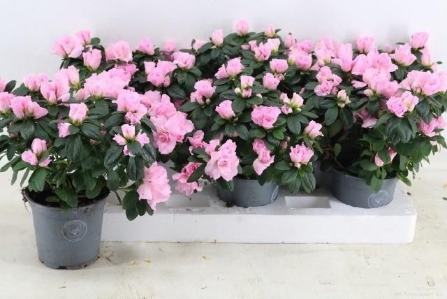 <h4>RHODO SI ROSE VOGEL</h4>