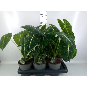 Alocasia   ...