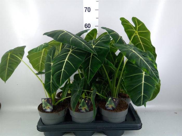 <h4>Alocasia ...</h4>