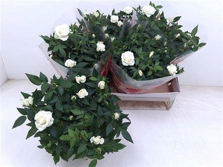 <h4>Ro Fav Ro White</h4>