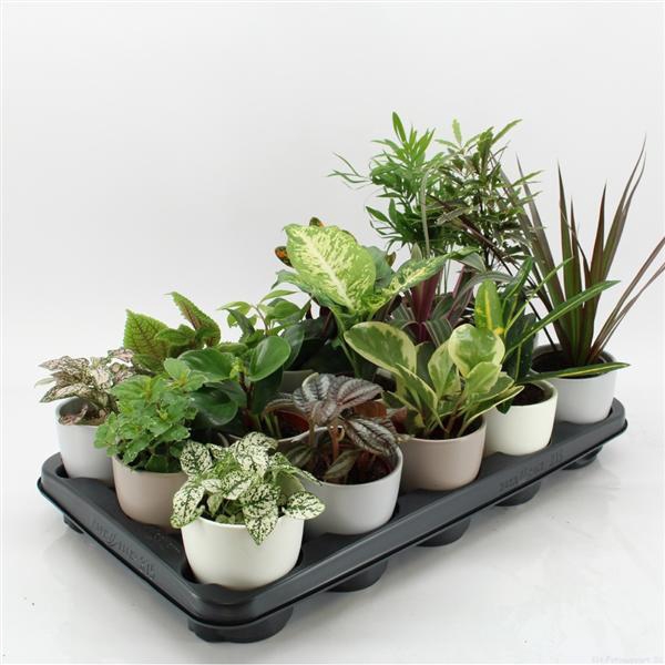 <h4>K-15 Mixplanten in keramiek</h4>
