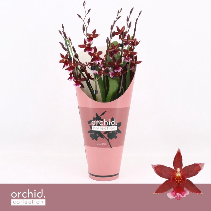 <h4>Barrocco Red, 7+ spike Compact 'Orchid Collection' Potcover</h4>